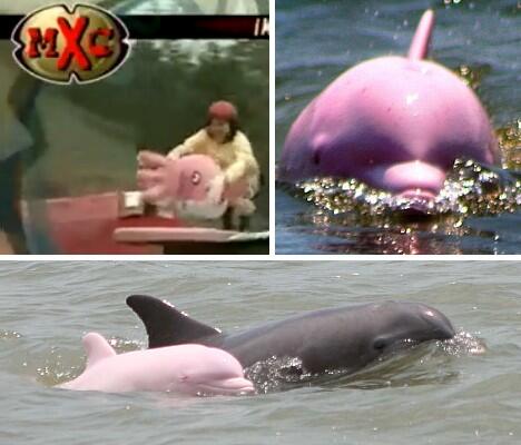 7 Keajaiban Albino dalam Dunia Hewan