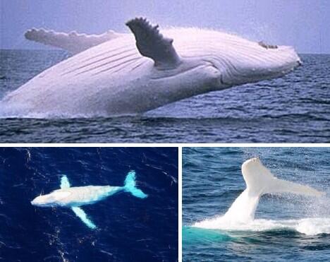 7 Keajaiban Albino dalam Dunia Hewan