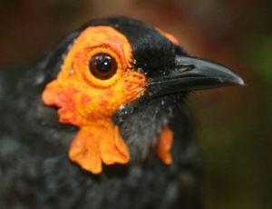 Penemuan Species Baru Indonesia (Bukti Kekayaan Nusantara)