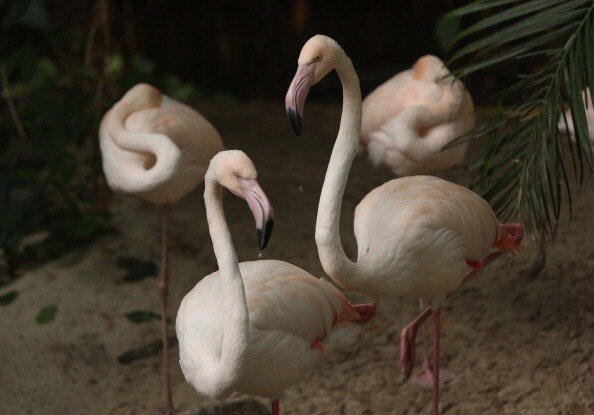 Foto Tropical Islands, berharap kesini banget!