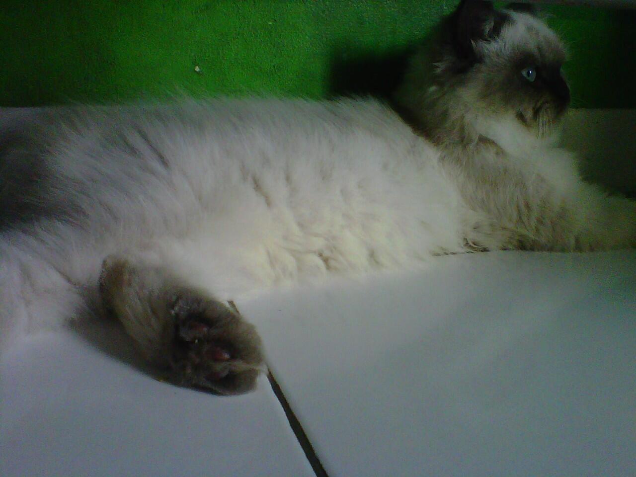 Dijual Kucing Persia Himalayan Seal Point Jantan