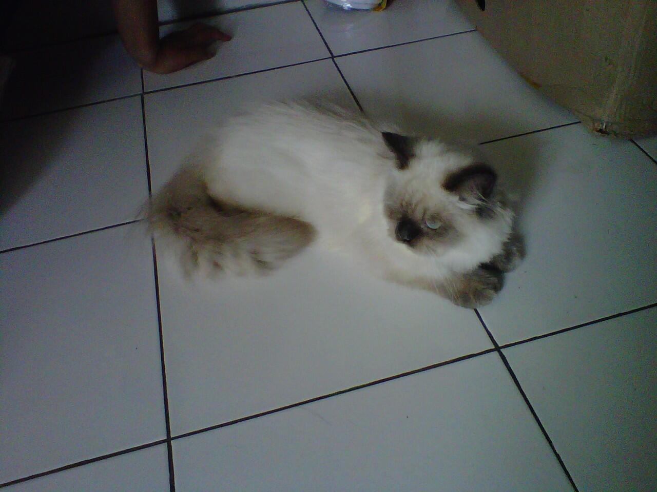 Dijual Kucing Persia Himalayan Seal Point Jantan