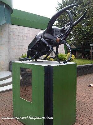 K.O.B.I (Kingdom Of Beetle Indonesia)