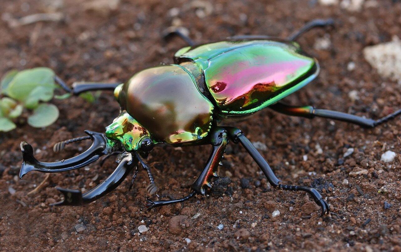 K.O.B.I (Kingdom Of Beetle Indonesia)