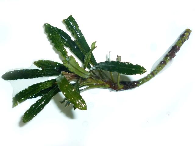 aquatic plant