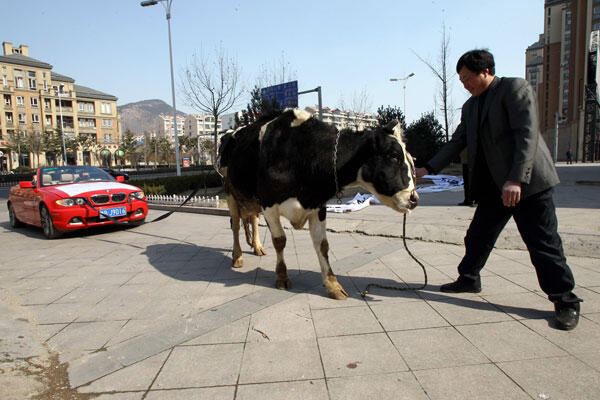 Di China, mobil BMW ditarik Sapi :hammer