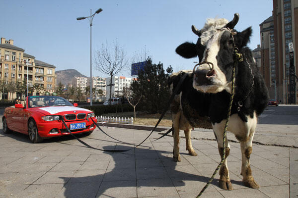 Di China, mobil BMW ditarik Sapi :hammer