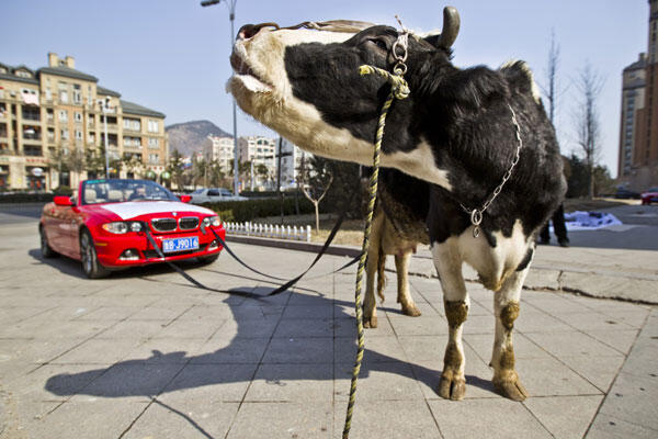 Di China, mobil BMW ditarik Sapi :hammer