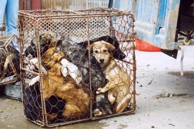 Animal Cruelty ( in China )