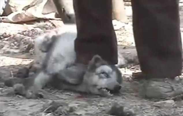 Animal Cruelty ( in China )