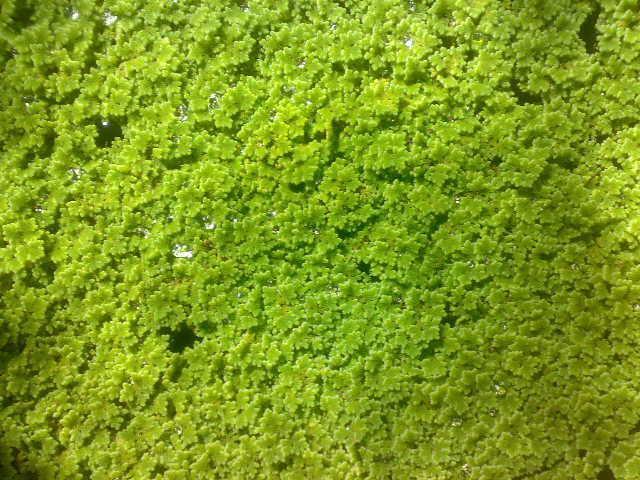 Pakan Ikan Murah - BIBIT AZOLLA MICROPHYLLA Sumatera Selatan
