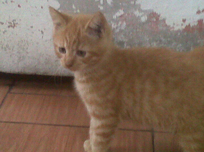 Kitten Redtaaby Jantan SALE !!!