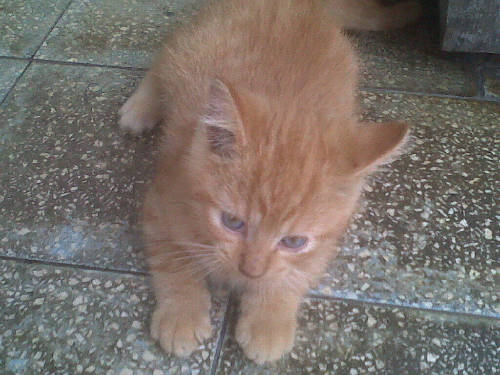 Kitten Redtaaby Jantan SALE !!!