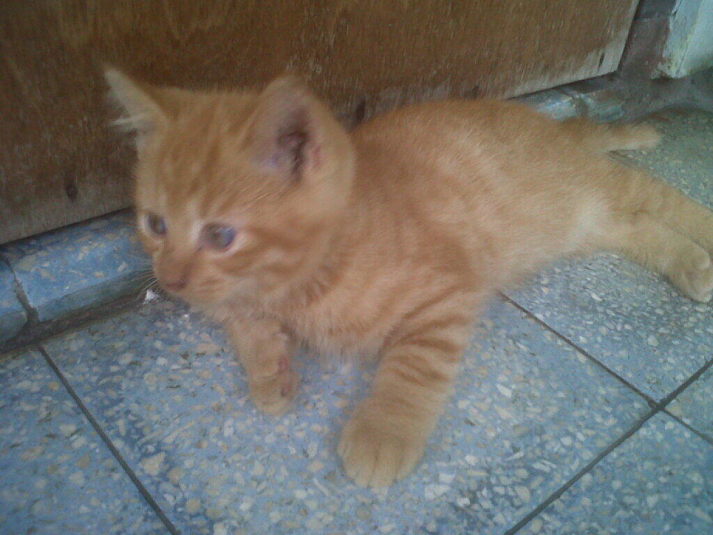 Kitten Redtaaby Jantan SALE !!!
