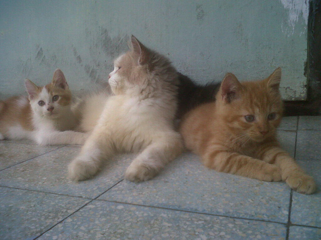 Kitten Redtaaby Jantan SALE !!!