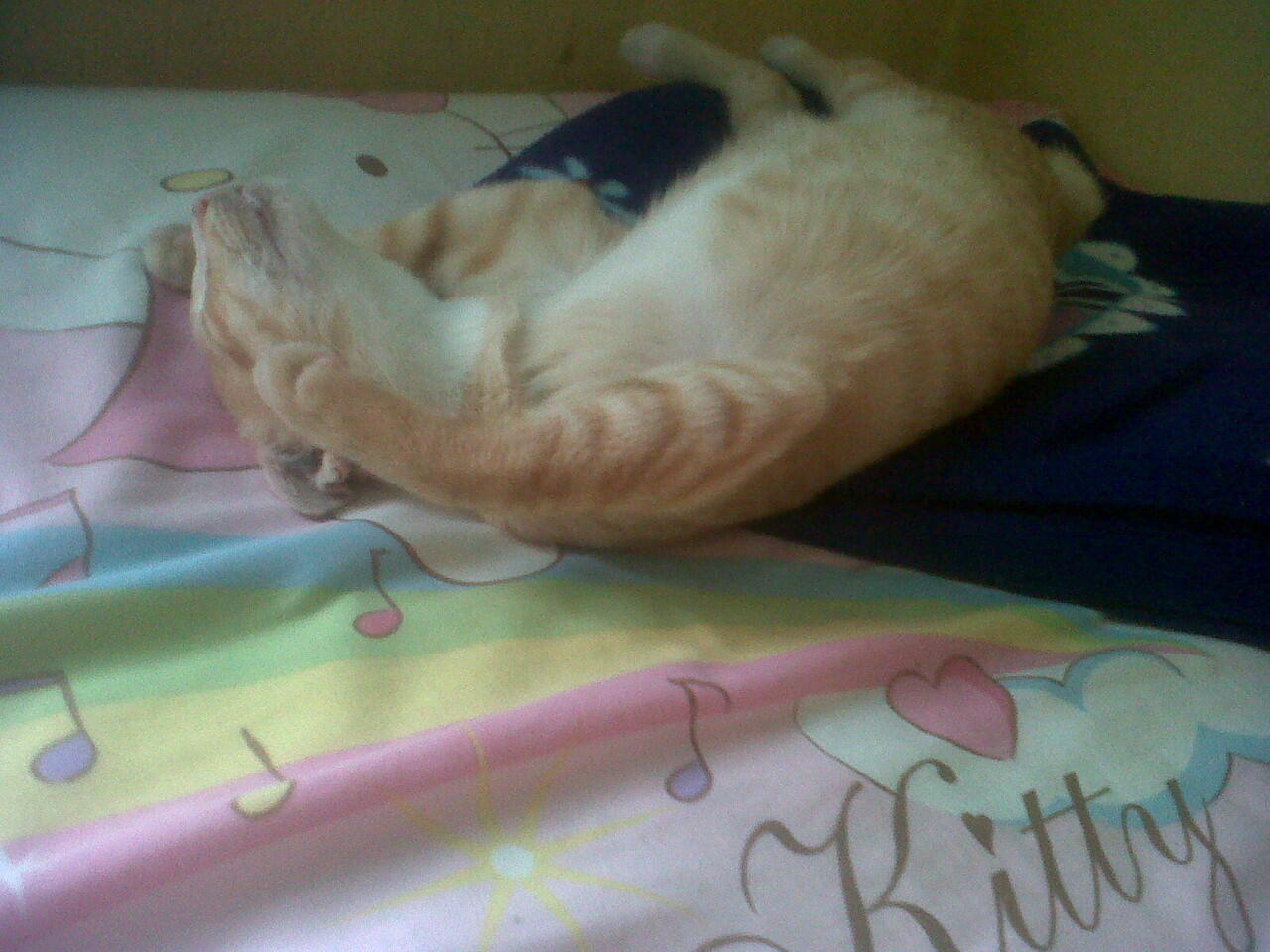 Kucing ane tidur nya gini gan