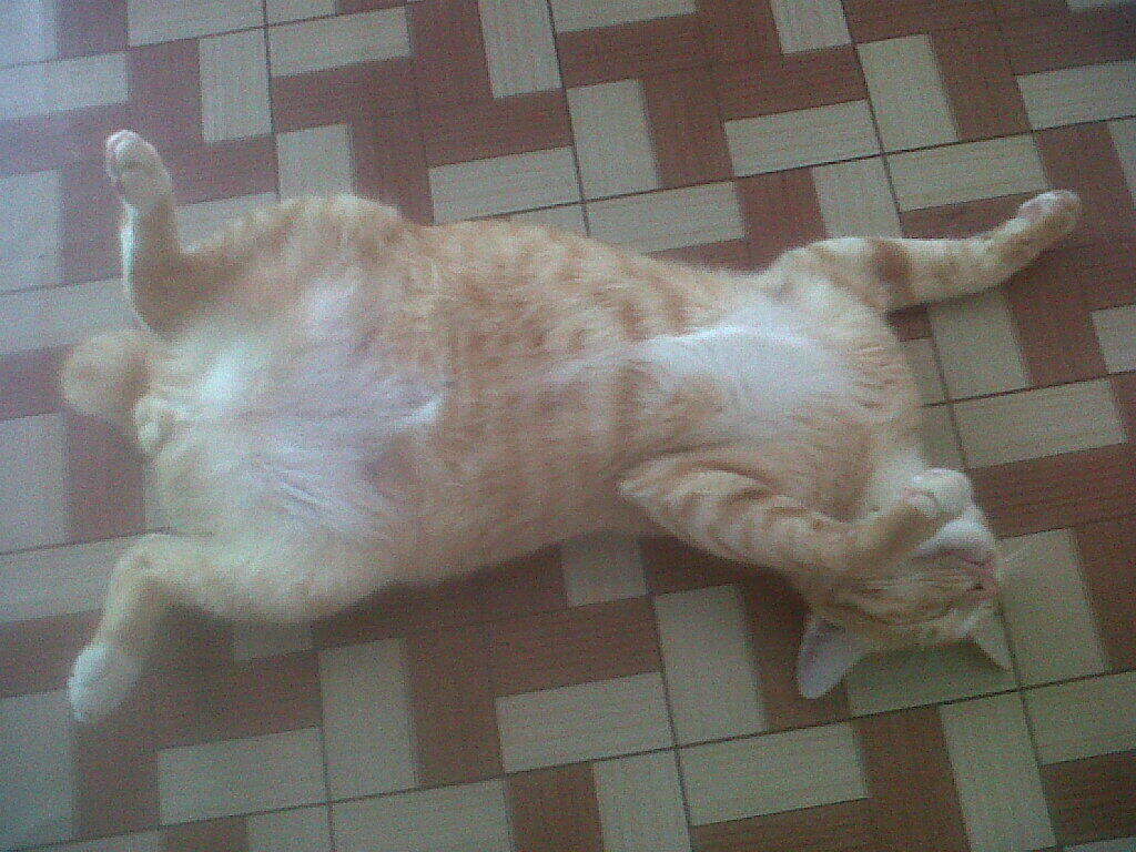 Kucing ane tidur nya gini gan