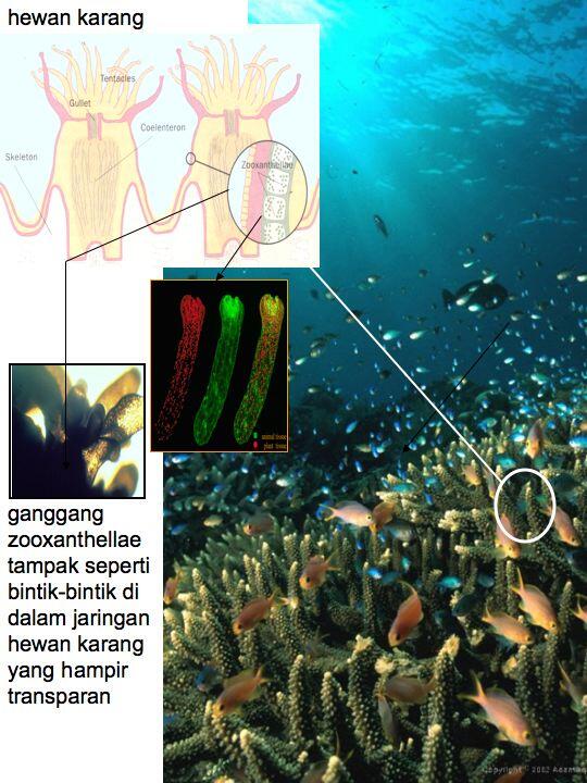 Terumbu Karang, Hewan atau Tumbuhan ?