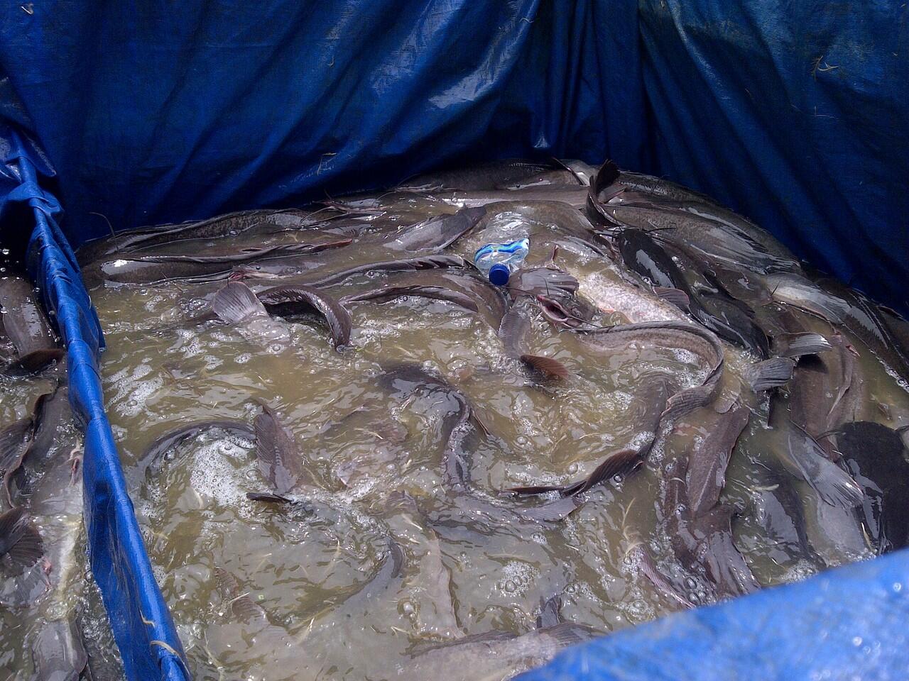 ikan harga empang