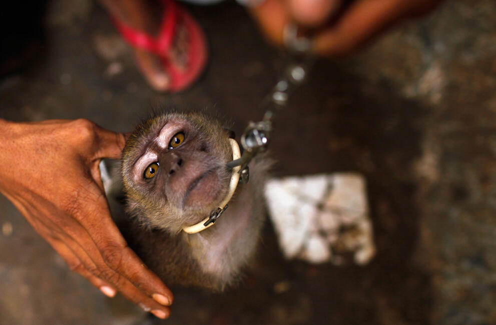 Antara Eksploitasi dan Rezeki (Topeng Monyet)