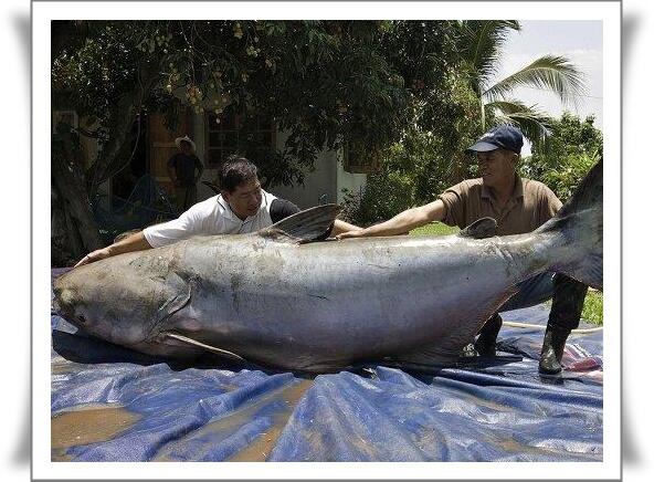 Ikan Terbesar Di Dunia Yang Pernah Ditangkap Manusia