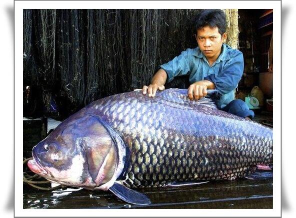 Ikan Terbesar Di Dunia Yang Pernah Ditangkap Manusia