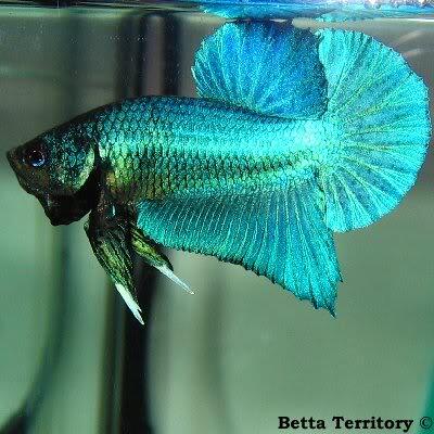 kaskus-image