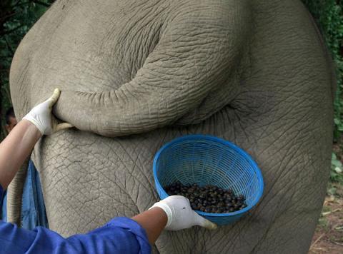 Kopi gajah, saingan kopi luak