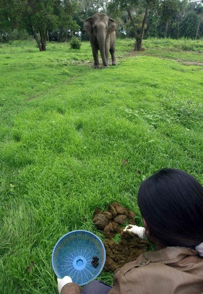 Kopi gajah, saingan kopi luak