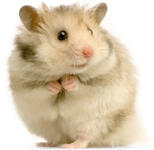 Mana yang menurut agan lucu/imut ?