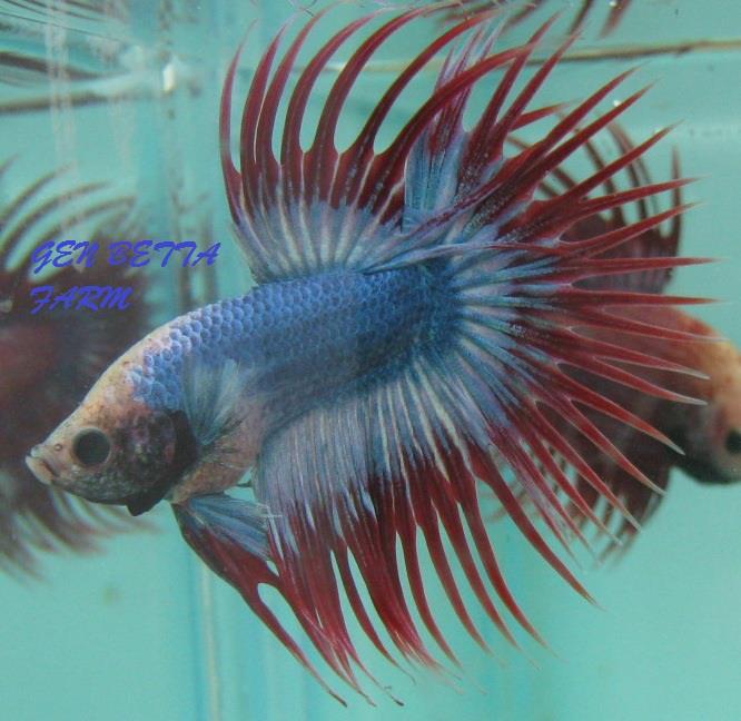 kaskus-image
