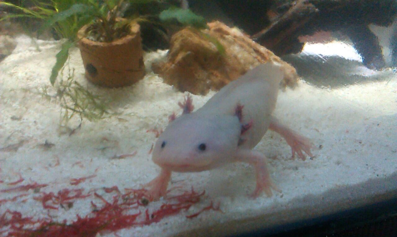 Terjual Axolotl Albino Kaskus