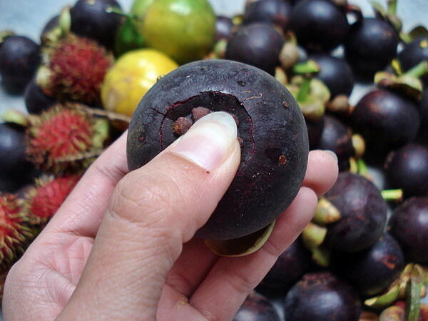 Trik Membuka Buah Manggis Dalam 5 Detik (with pic)