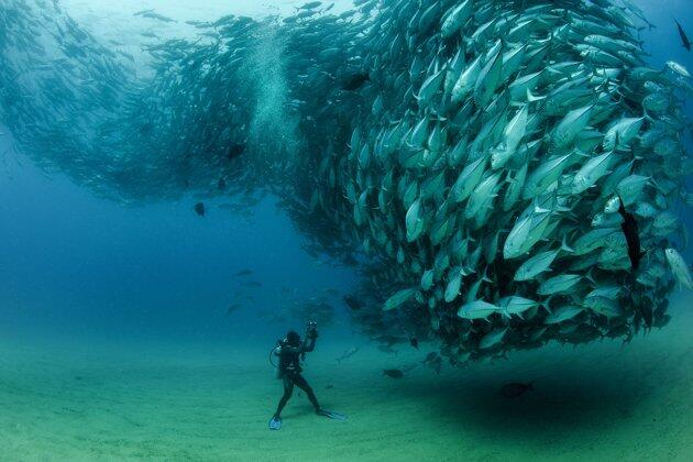 Foto - foto Mengejar Gerombolan Ikan