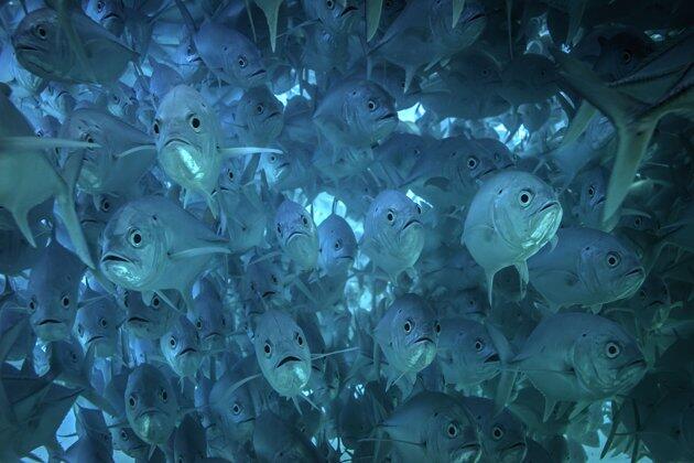 Foto - foto Mengejar Gerombolan Ikan