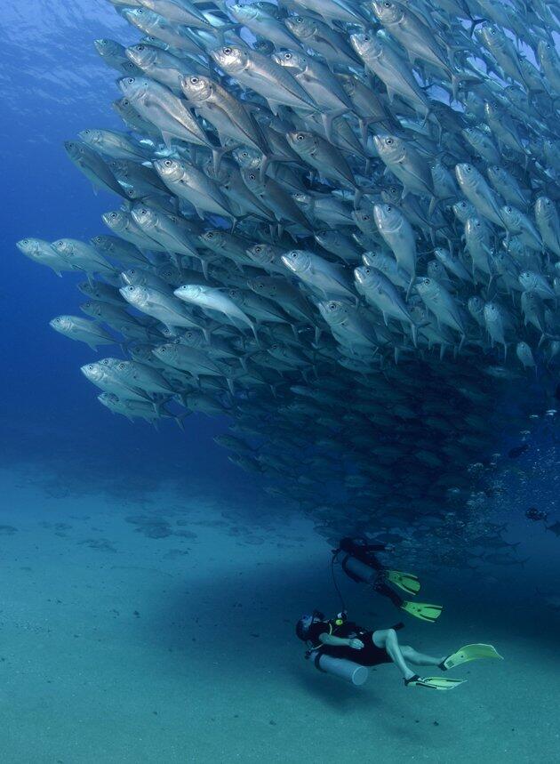 Foto - foto Mengejar Gerombolan Ikan