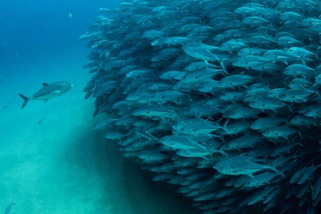 Foto - foto Mengejar Gerombolan Ikan