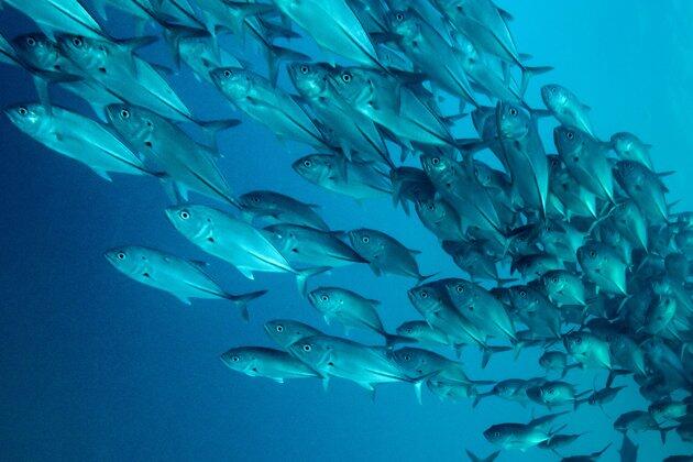 Foto - foto Mengejar Gerombolan Ikan