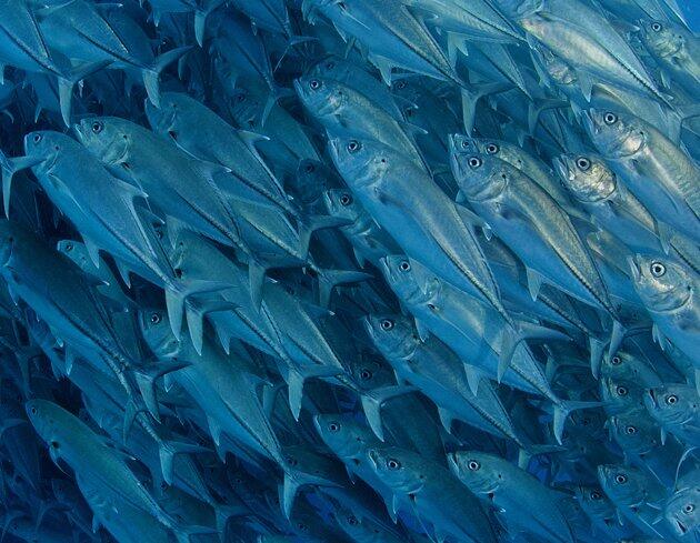 Foto - foto Mengejar Gerombolan Ikan