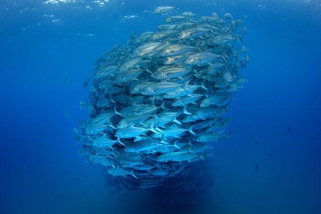 Foto - foto Mengejar Gerombolan Ikan