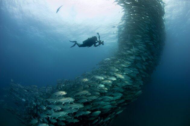 Foto - foto Mengejar Gerombolan Ikan