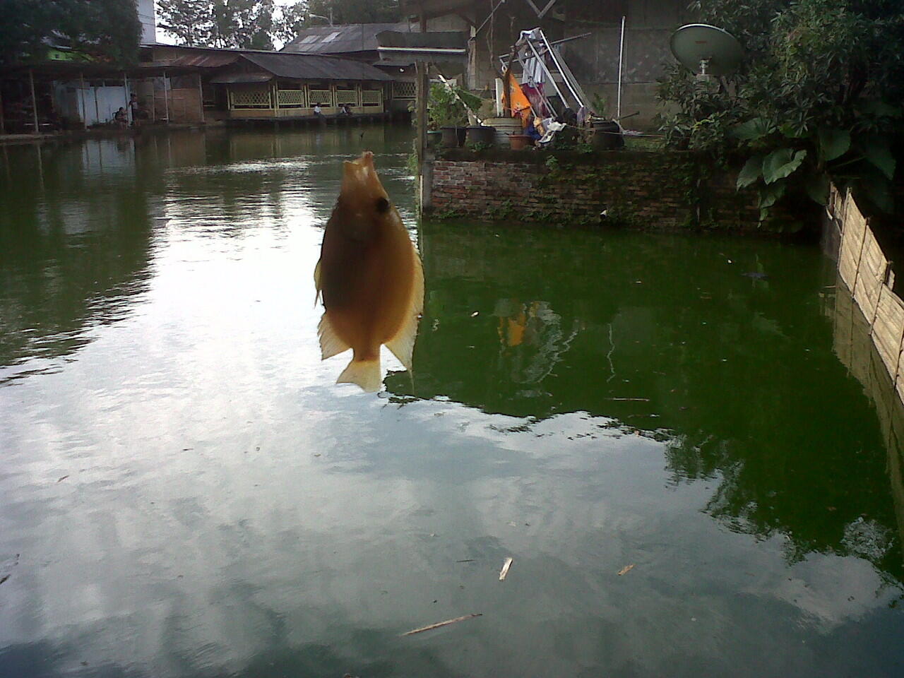 Diskusi n Konsultasi Seputar Mancing di Setu, Rawa, Danau, dan Sejenisnya.