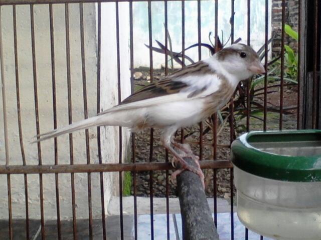 Kenari cantik prospek Depok !!