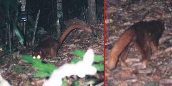 Binatang Misterius di Kalimantan Terungkap?