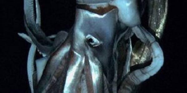 Ditemukan, Cumi-cumi Raksasa Misterius di Jepang