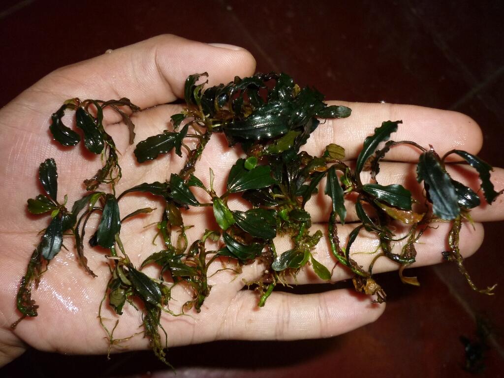 aquatic plant