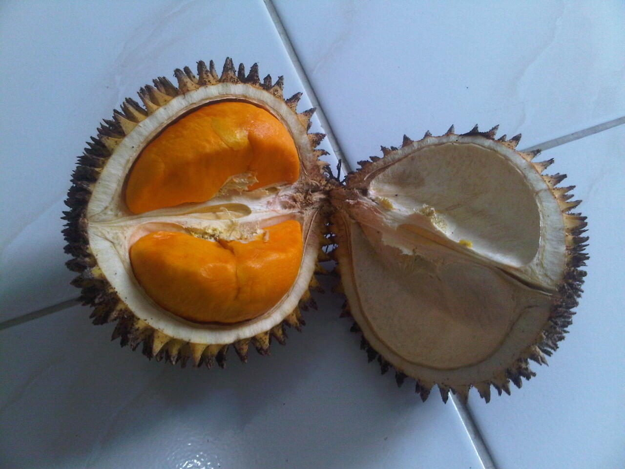 &quot;PAMPAKIN&quot;, buah yang mirip durian yang hanya ada di &quot;kalimantan&quot;.