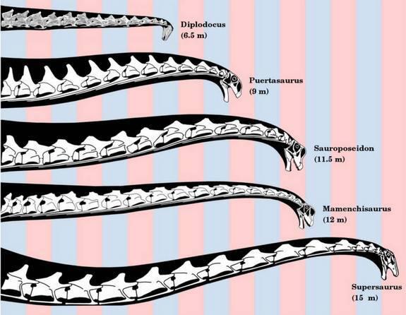 Teka-Teki Leher Panjang Dinosaurus Terungkap