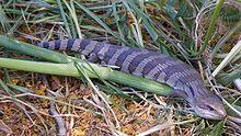 Tsuchinoko “Ular Legendaris” Jepang