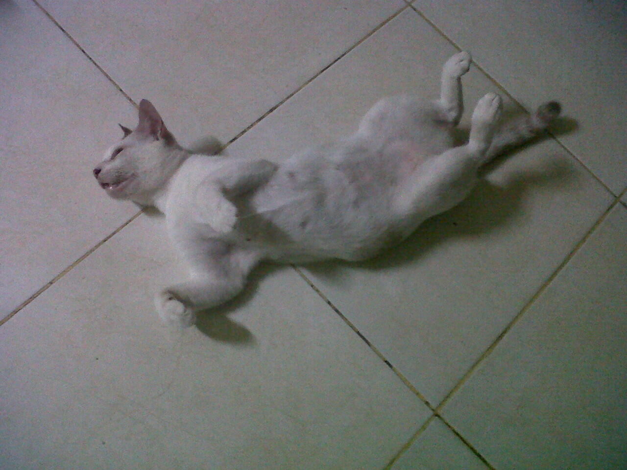 Kucing ane tidur nya gini gan